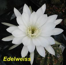 EP-H. Edelweiss.4.1.jpg 